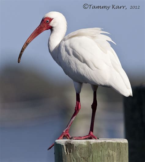 Ibis florida - It’s a pretty bird. Juvenile White Ibis are a little trickier, with a brownish back, bill, and neck. But the white underwings and rump are a giveaway that you’re not looking at anything else. White Ibis are …